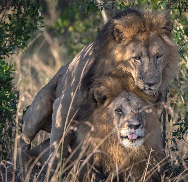 gay lions – Zelani Afrika